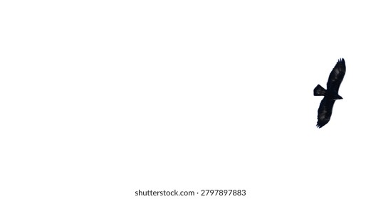 Isolated eagle soaring high in the sky with outstretched wings during a powerful flight on a white background