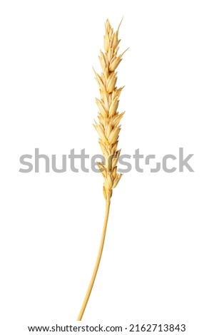 Isolated ear of wheat or rye on a white background. The concept of agriculture food and baking