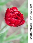 Isolated early tulip hybrids – Uncle Tom, has red, curly, small and frequent petals. Blooming red tulips on blurred background. Beautiful flowers as floral natural backdrop.