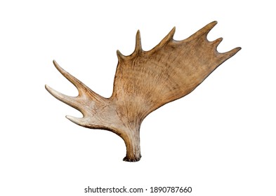 Isolated Elk Moose Horn On White Background