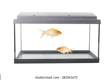 Isolated Empty Fish Tank With Clipping Path And Goldfish