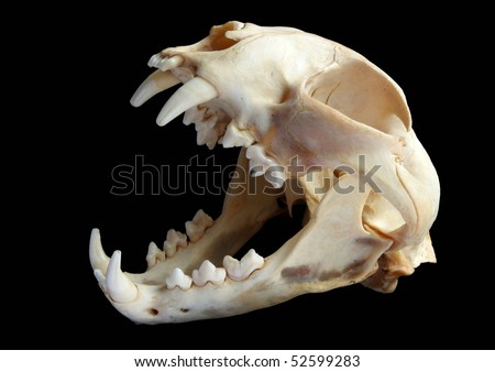 Isolated Eurasian lynx (Lynx lynx) skull on a black background
