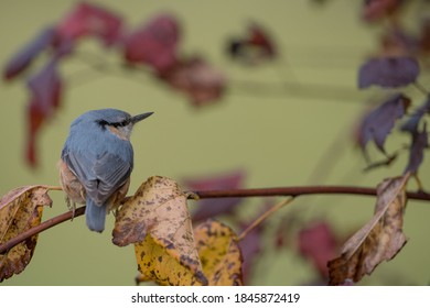 Isolated Eurasian nuthatch perching on a branch with autumn leaves
