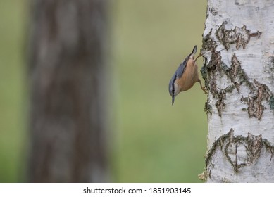 Isolated Eurasian nuthatch perching on a tree