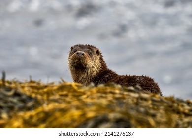 An isolated Eurasian Otter at the edge of a Scottish Sea Loch, sitting in the Kelp on the edge of a Loch
