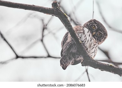 Isolated Eurasian pygmy owl perching on a branch