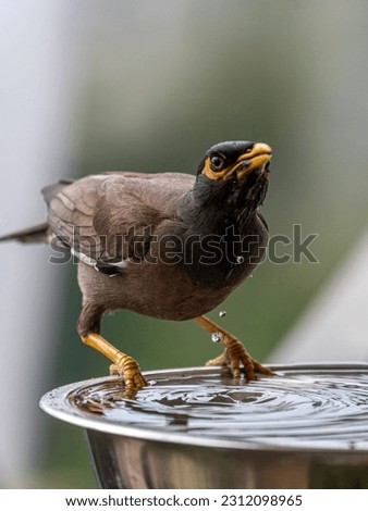Isolated extreme close up portrait of a single mature common Indian myna bird drinking cold water during a hot summer day in its domestic surroundings- Rehovot Israel