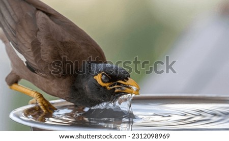 Isolated extreme close up portrait of a single mature common Indian myna bird drinking cold water during a hot summer day in its domestic surroundings- Rehovot Israel