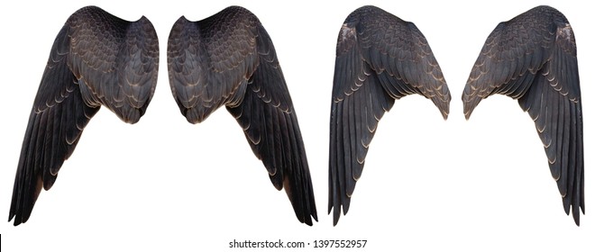 Isolated  - Falcon Wings (Falco Sparverius)