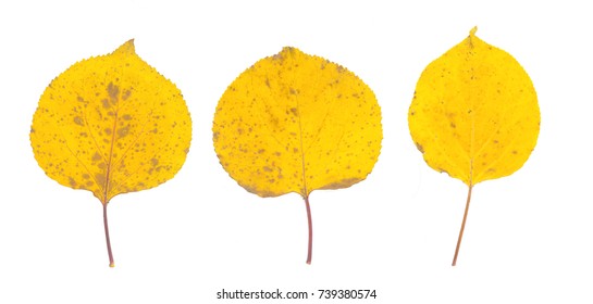 isolated fall leaves on white background. natural scanned aspen yellow leaves set