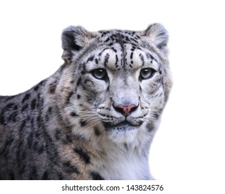 isolated female of snow leopard on white background