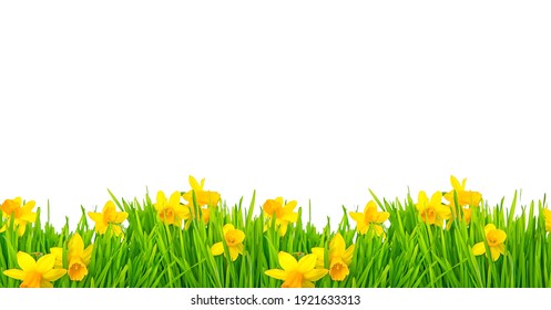 Isolated field of daffodils and narcissus in white isolated studio background.