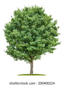 Isolated Field Maple Tree On A White Background