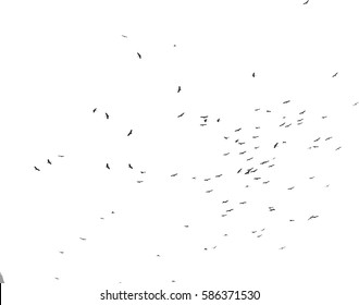 Isolated Flock Of Birds Fly On 