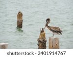 Isolated Florida pelican perched on old boat dock post with Looking to the right. Other birds in background and water with small waves. on intercoastal bay in St. Pete Beach, Florida.