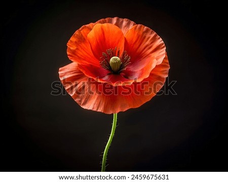 Summer poppy flower