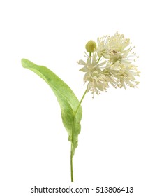 Isolated flower of the linden on the white background