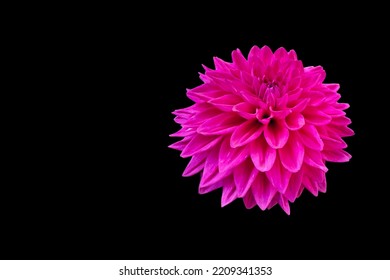 Isolated Flower On A Black Background, Dahlia Flower, Desktop Wallpaper