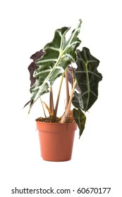 Isolated Flower In Pot: Alocasia Polly