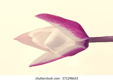 isolated flower in spring