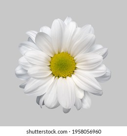 Isolated flower white aster chrysanthemum gerbera daisy on grey background close-up high quality. Macro of plant. - Shutterstock ID 1958056960