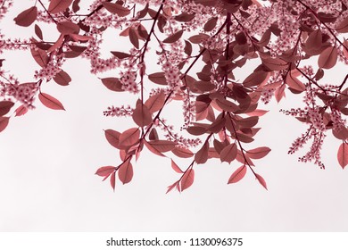 Isolated flowering tree, toned pink