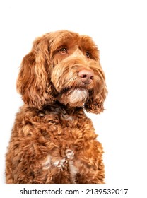 Isolated Fluffy Dog Looking To The Right. Three Quarter View Of Medium To Large Dog. Serious, Sad Or Longing Dog Expression. Brown Or Apricote Female Labradoodle Dog. Selective Focus On Nose.