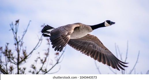 Isolated Flying Canada Goose