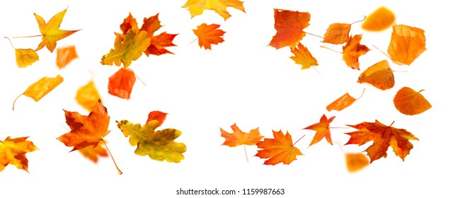 isolated flying fall leaves on white background, autumn concept with copy space in the middle - Shutterstock ID 1159987663