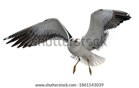 Isolated flying seagull. Lesser Black-backed Gull (Larus fuscus).