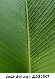 579 Calathea Lutea Images, Stock Photos & Vectors | Shutterstock