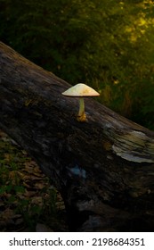 Isolated Forest Mushroom Growing On Dead Tree Trunk, In Soft Warm Light