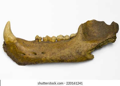 An Isolated Fossilized Cave Bear Jaw.