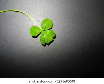 Isolated Four Leaf Clover On White And Black Background. Sign Of Luck. Nature. Macro Nature Photograph. Happy Sign. Lucky. Natures Bounty. Natural Signs. Four Leaves. 4-leaf Clover. 