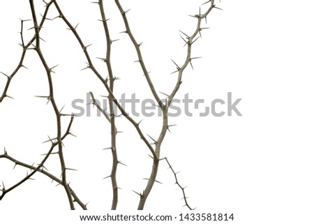 isolated frame of thorns branch for background and copy  space