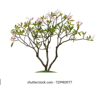 frangipani tree images stock photos vectors shutterstock https www shutterstock com image photo isolated frangipani plumeria tree on white 729983977