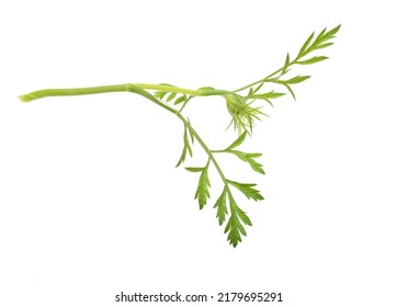 An Isolated Fresh Hemlock Tree