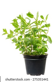 Isolated Fresh Mint Plant In A Flower Pot