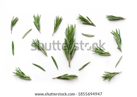 Isolated fresh rosemary twigs. Food backdrop. Top view. 