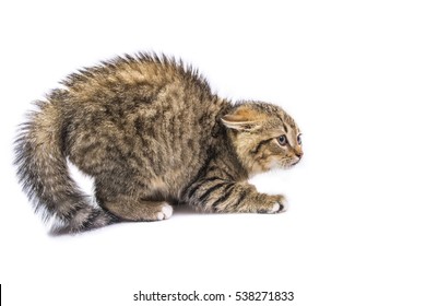 isolated frightened cat  - Shutterstock ID 538271833