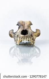 Isolated Front View Of Dog Skull With White Background And Reflection