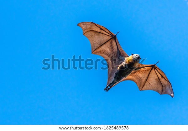 Isolated\
fruit bat, flying fox, on a blue sky\
background