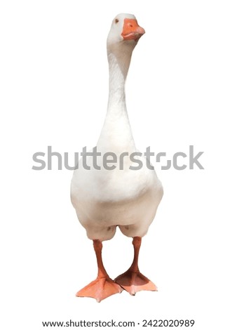 Isolated gander on a white background.Clipped goose. Big birds.