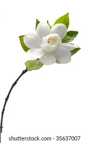 Isolated Gardenia Flower