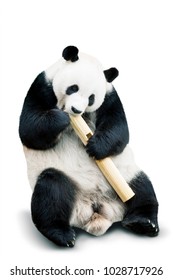 isolated giant panda eating bamboo over white background