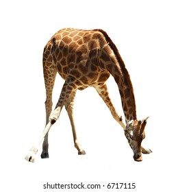 Isolated Giraffe Drinking