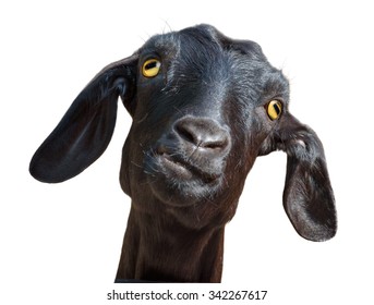 Isolated goat. Head of funny silly looking black goat isolated on white background with clipping path