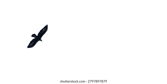 Isolated golden eagle soaring through the air with outspread wings in high contrast dramatic lighting on a white background