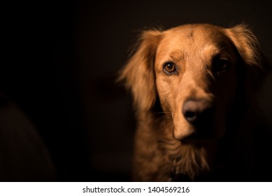 Isolated Golden Retriever Dog Deep In Contemplative Thought Isolated Against A Black Background In A Portrait. Purebred With A Happy And Excited Friendly Personality. Elderly Canine.