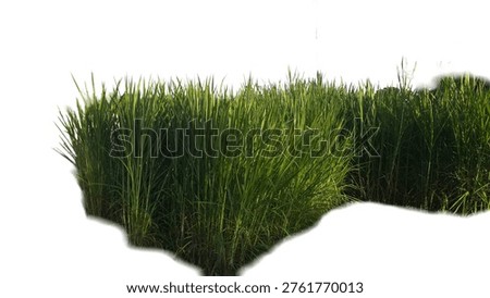 Isolated Grass patch with tall green blades growing in a dense meadow under bright natural daylight on a white background